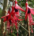 Fuchsia Hybirds